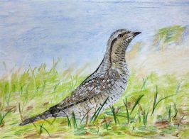 Брикез Варвара, Комунальний заклад Зачепилівський ліцей Зачепилівської селищної ради Берестинського району Харківської області. Незвичайна пташка. Пилипенко Олена Володимирівна