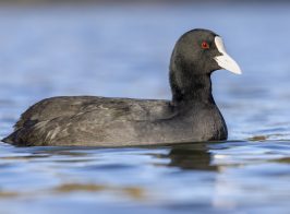 Eurasian Coot 2023 11 25 03