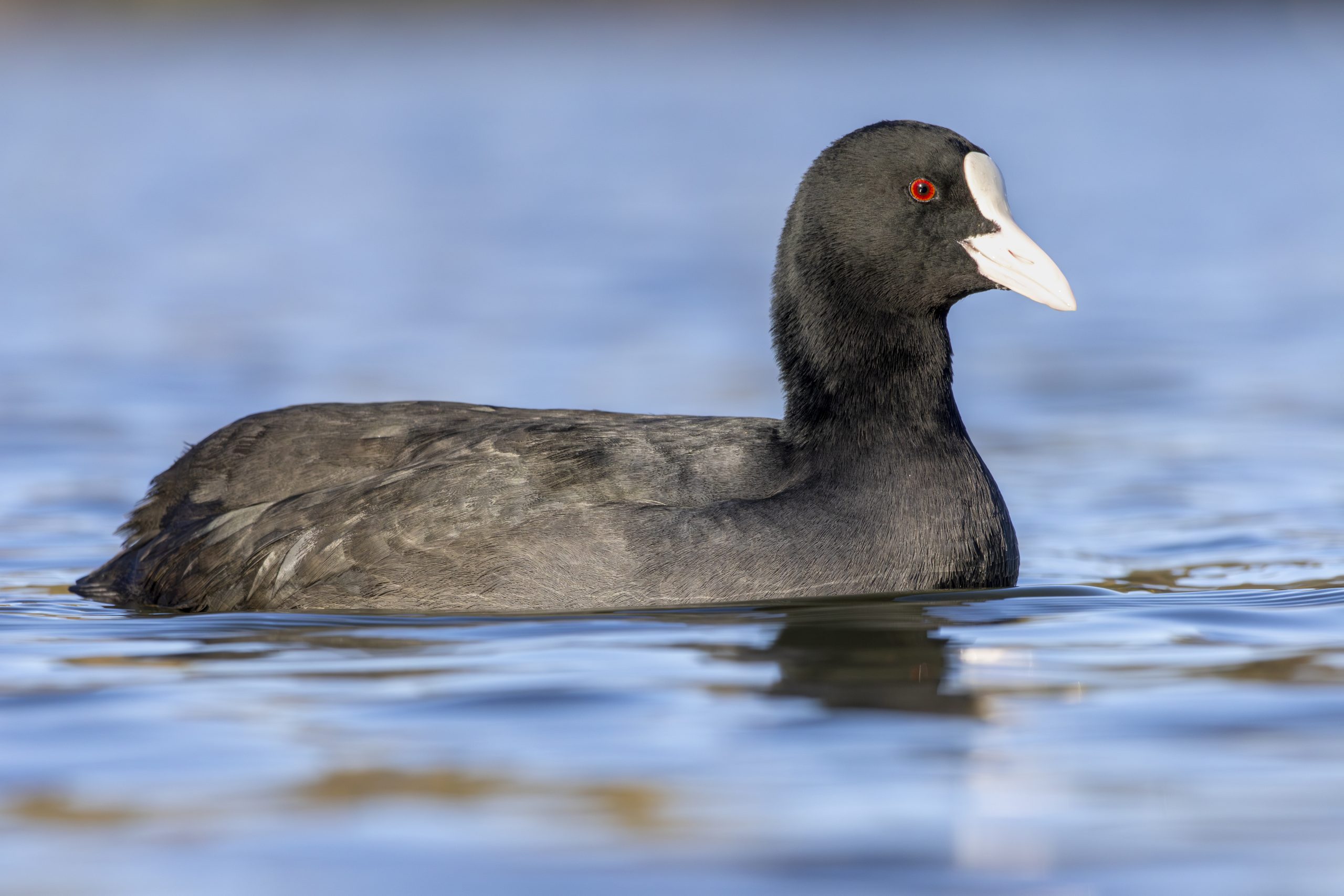 Eurasian Coot 2023 11 25 03